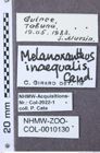 Etiketten zu Propsephus microgranulatus (NHMW-ZOO-COL-0010130)